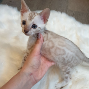 SNOW BENGAL kitten for sale