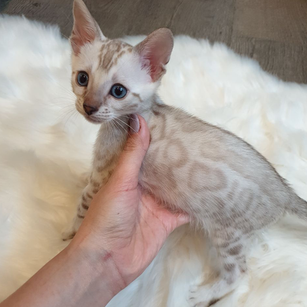 teacup bengal kittens for sale