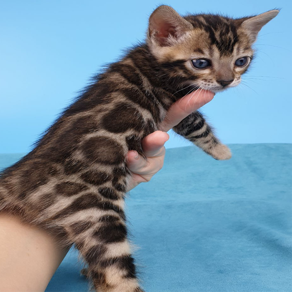 brown spotted bengal kittens for sale ,brown spotted bengal cats, littens