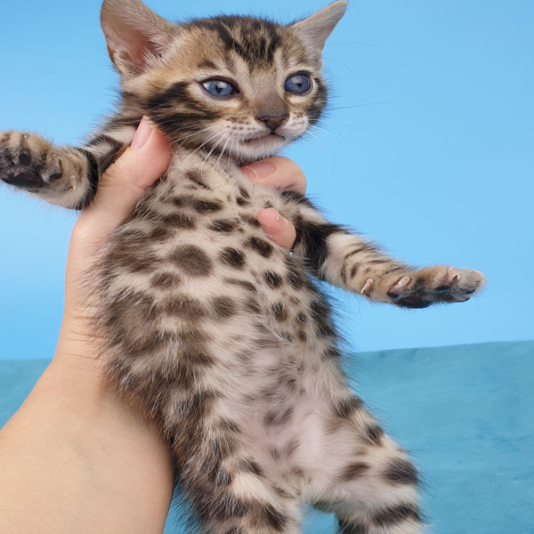 brown spotted bengal kittens for sale ,brown spotted bengal cats, littens