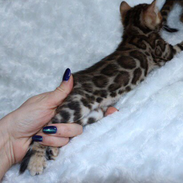 retired bengal breeders for sale