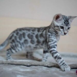 SILVER BENGAL KITTEN FOR SALE