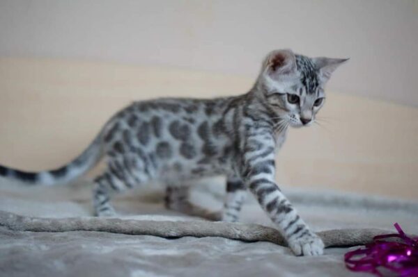SILVER BENGAL KITTEN FOR SALE