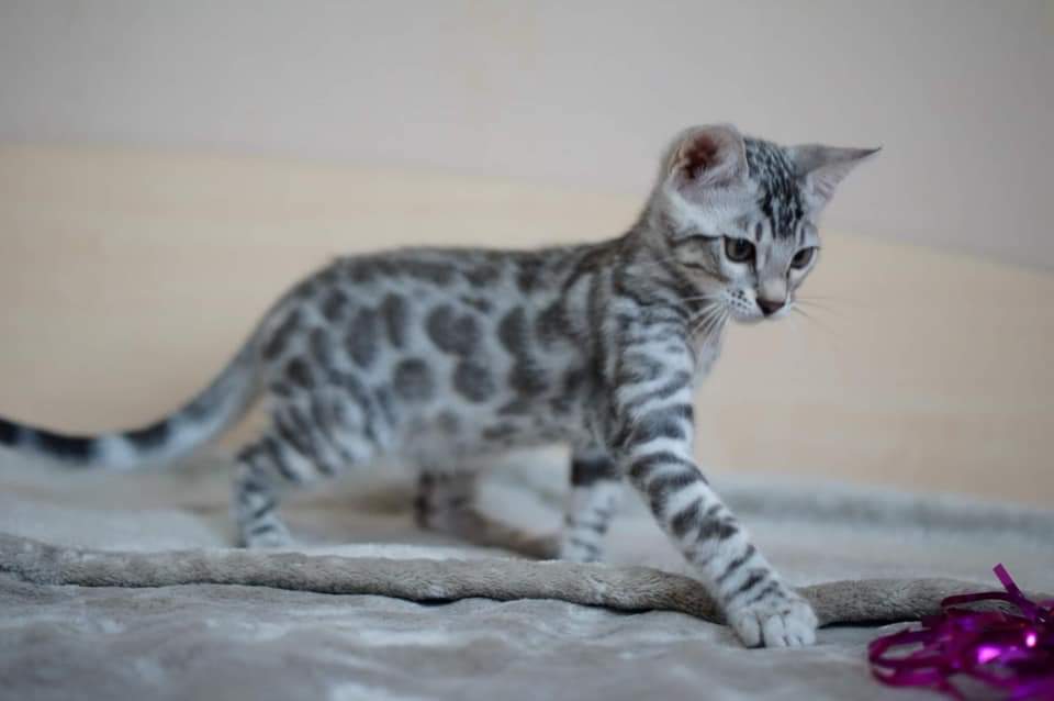 Silver bengal Kittens for sale in California.