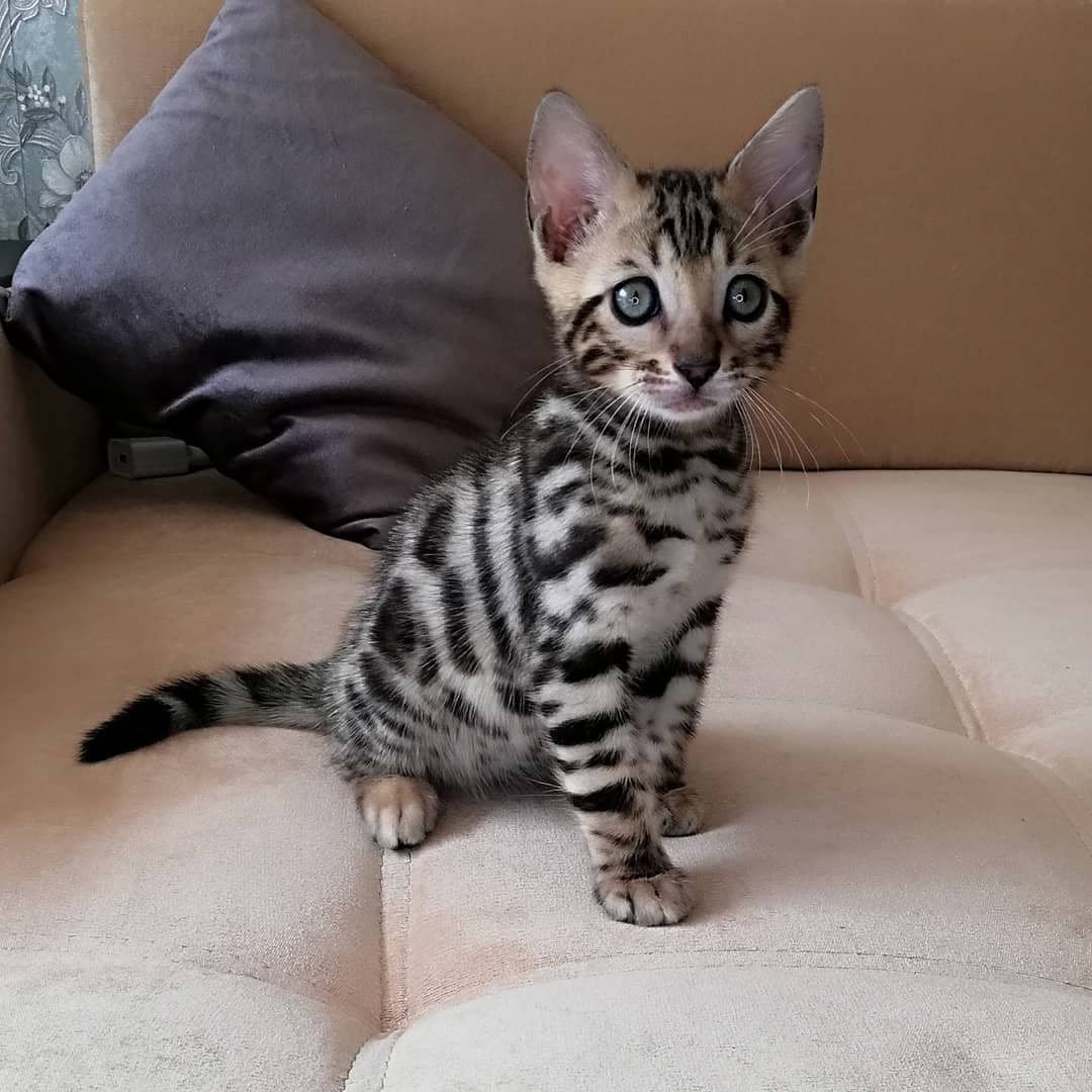 TICA Bengal Kittens For Sale ,Bengal Kitten For Adoption Near Me, TICA